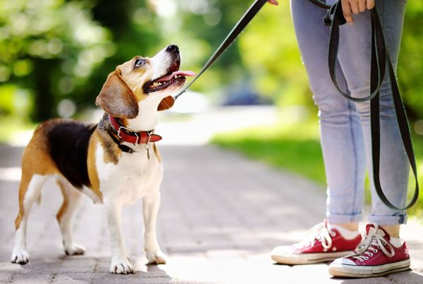Tips para pasear perros como un profesional