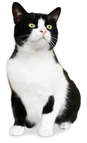 Planes Gato