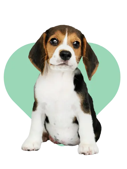 Asegura tu mascota con la mejor cobertura
